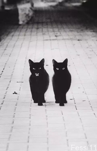 Chat noir, chat noir