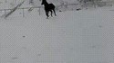 Admirez la grâce d'un équidé galopant dans la blanche pâleur d'un matin d'hiver enneigé...