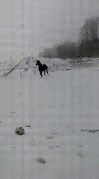 Admirez la grâce d'un équidé galopant dans la blanche pâleur d'un matin d'hiver enneigé...