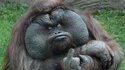 Singe malpoli