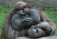 Singe malpoli
