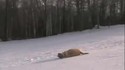 Chiens joueurs