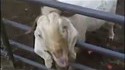 Game of Goats