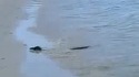 Rat surfeur