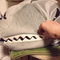 Triste : chat mangé par un requin