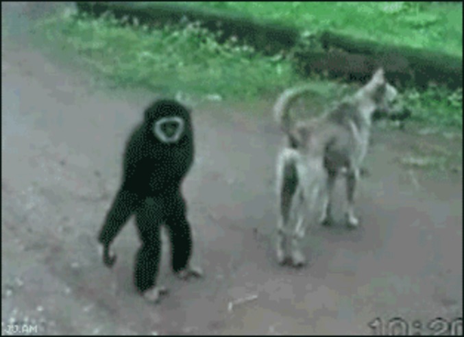 Singe emmerdeur