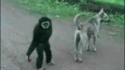 Singe emmerdeur