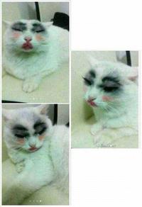 Pauvre chat 3