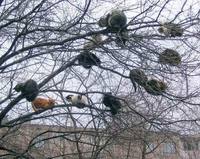 Arbre à chats