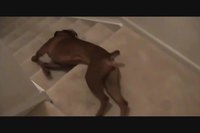 Rituel matinal d'un boxer