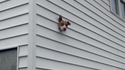 Que pourrait bien dire ce chien ?