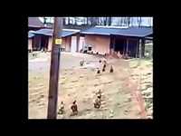 Stupid chickens