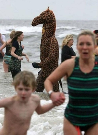 Une girafe à la plage