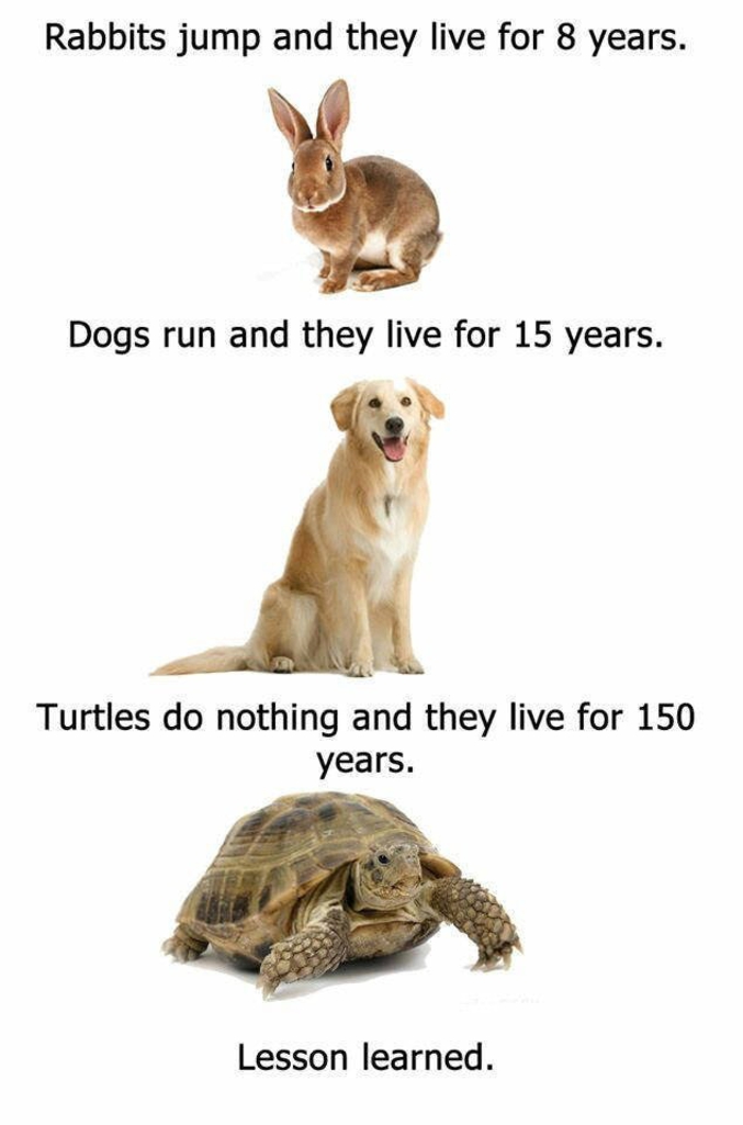 Les lapins sautent et vivent pendant 8 ans.
Les chiens courent et vivent pendant 15 ans.
Les tortues ne font rien et vivent pendant 150 ans.
Leçon apprise.