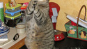 Chat religieux