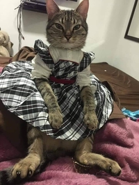 - Pourquoi as-tu acheté des vêtements de poupée alors que notre fille n'en a pas ?