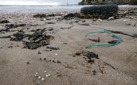 En janvier 3023, certaines côtes bretonnes ont été envahies de petites billes blanches en plastique
