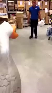 Un volatile dans l'entrepôt