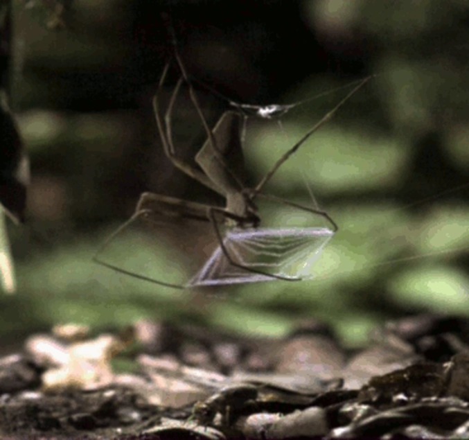 Belle attaque d'une araignée
