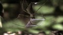 Belle attaque d'une araignée