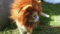 Le roi de la jungle