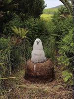Un bébé albatros