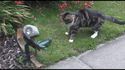 Chat vs grenouille en plastique