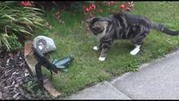 Chat vs grenouille en plastique