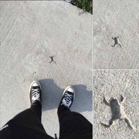Il y eut une grenouille...