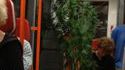 Avec son pied de cannabis dans le métro