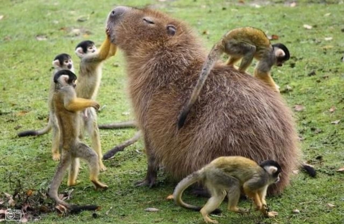 Ils devraient le dresser, puis plusieurs et devenir cavalier de Capybara.