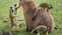 Rencontre dans le monde animal