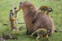 Rencontre dans le monde animal
