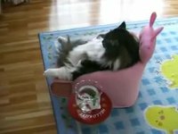 Un chat matte la télé