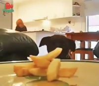 Kan la tentation est trop forte