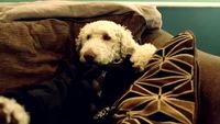 Vie de chien