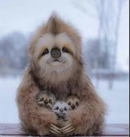 Paresseux et heureux 