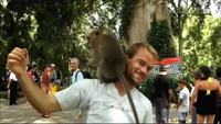 Nos amis les singes