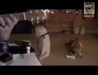 C’est pas des vers c’est du métal 