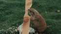 No feeding