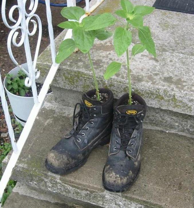Des bottes usagées, recyclées en pot de fleur.