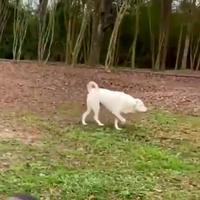 Quand un chien aveugle sent son maître 