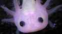 Axolotl c: