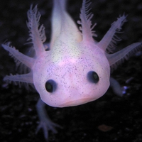 Axolotl c:
