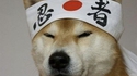 Portrait de shiba inu