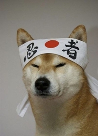 Portrait de shiba inu