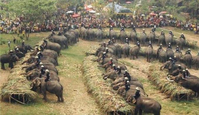 Un repas pour éléphants bien organisé