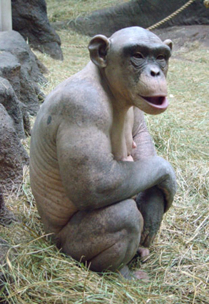 Un chimpanzé qui n'a pas de poil.