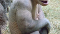 Chimpanzé imberbe