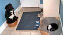 Chat autoritaire